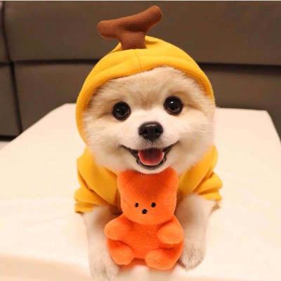 China Best Sustainable Price Dog Clothes Pet Clothing Supplier Pet Clothes for sale