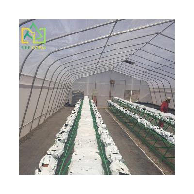 China Agriculture tomato breeding see poem growers supply pe film cocopeat system greenhouse for sale for sale