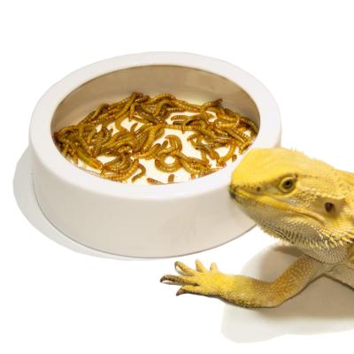 China Large Viable Ceramic Reptile Water Dish Food Bowl For Gecko Snake Chameleon for sale