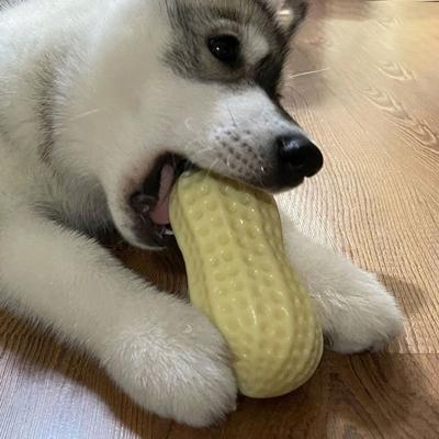 China Viable Pet Chew Toys For Intense Squeak Chew Toys For Small To Medium Dogs Peanut Hard Durable Indestructible Rubber Toys for sale