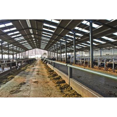 China Prefab Low Cost Cow House Steel Structure House Steel Structure Shed For Cow Farm for sale