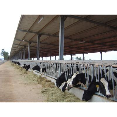 China Low Cost Light Frame Design Cattle Shed Cattle Farm Prefab Steel Construction Cow Shed for sale