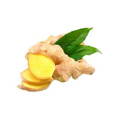 China New Culture Fresh Fresh Ginger In Good Fresh Taste Of Ginger With Competitive Price Chinese for sale