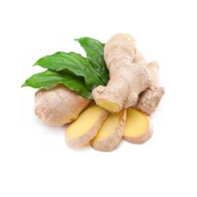 China Ginger Chinese Fresh Ginger Importers Organic Fresh for sale