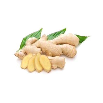 China Wholesale Fresh Ginger Price Fresh Ginger Needed From Factory for sale