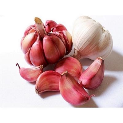 China New Fresh Garlic Economic Pick Purple Garlic For Fresh And Dry Peeled Garlic for sale