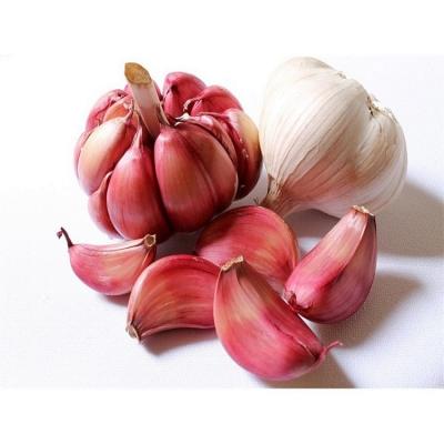 China New Inventory 2021 Fresh Suitable White Garlic Fresh For Supplier Garlic for sale