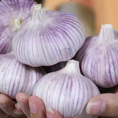 China China Wholesale Garlic Fresh Hot Selling Low Price For Garlic Export for sale