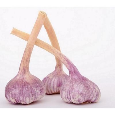 China Fresh fresh purple garlic and new organic white garlic for export in 2021 for sale