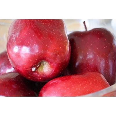 China Fresh Best Fresh Chinese Fuji Apple For Red Delicious Sweet Organic Fresh Apple Fruit for sale