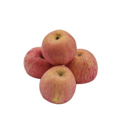 China New Fuji Apple 2021 Fresh Fresh Fruit Regenerative Chinese Exporter for sale