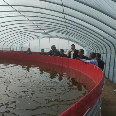 China Poly Metal Tunnel Greenhouse Shelter For Fish , Shrimp Culture for sale