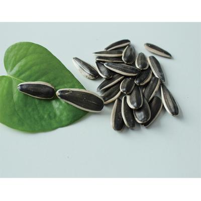 China Hot Selling High Quality Sunflower Seeds From Inner Mongolia Stripe Skin for sale