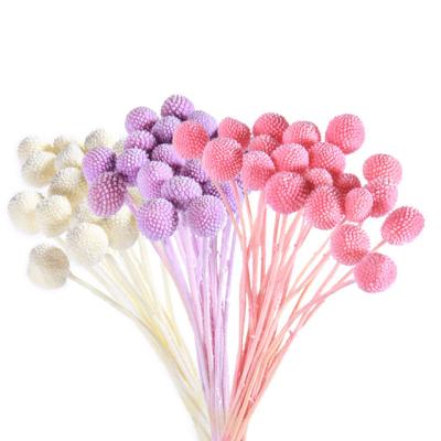 China Simple colorful dry flower billy balls beautiful per style and gold ball for home decor preserved flower for sale