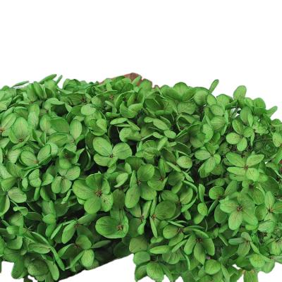 China Large Preserved Anna Gift Box Floating Flower Dried Carpet DIY Flower Leaf Hydrangea Flower Head for sale