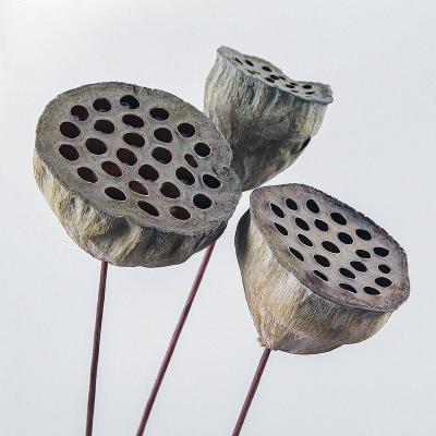 China Natural Dried Flower Bouquet Real Stem With Dried Lotus Seed Dried Lotus Flower Landing Really Big Lotus Sprout Way for sale