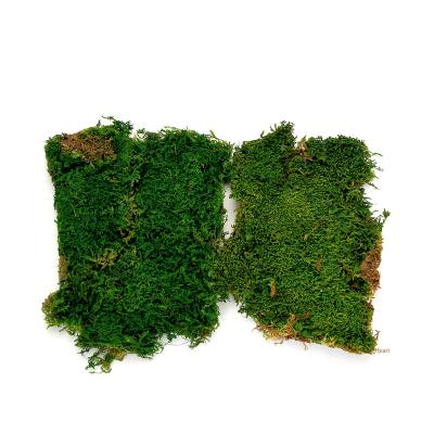 China Flower Eternal Life Large Gray Moss Moss Engineered Moss Wall Plant Decorative Non-fading Preserved Moss Wall Plant for sale