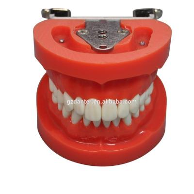 China New Design Removeable Teeth Replacement Nissin Dental Teeth Practice Teeth Model For Practice for sale