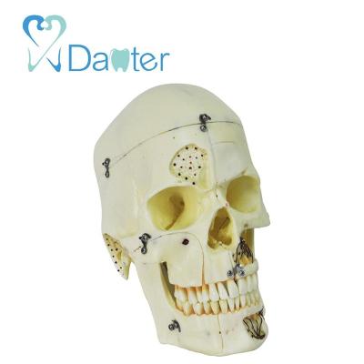 China Hot Sale Hospital Clinic University Medical Anatomical Skull Teeth Models With Lock for sale