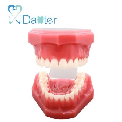 China New Realistic Human Simulation Promotion Size Natural Model / Dental Standard Tooth Model for sale