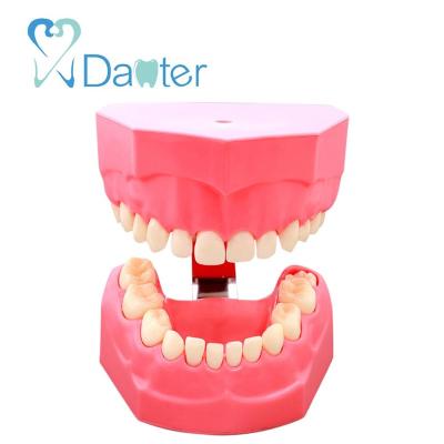 China Hospital Clinic University Good Price Dental Toothbrushing Demonstration Model For Dental School for sale