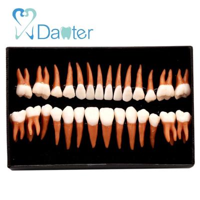 China Hospital Clinic University 1:1 Permanent Teeth Resin Dental Care Teaching Teeth Particle Model Set for sale