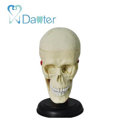 China Hospital Clinic University China Supply Skull Model 3D Dental Skull for Hospital and School Dental Study Model for sale