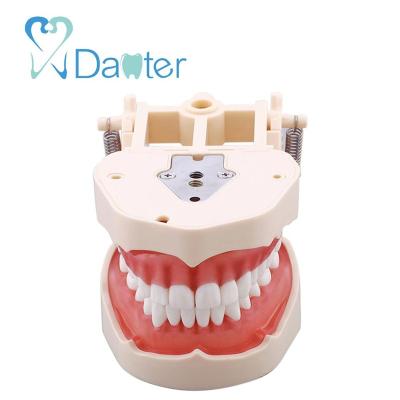 China Hospital Clinic University Bargain Price Dental Standard Model With 32 Screw-in Teeth With Soft Gingivia And Articulator for sale