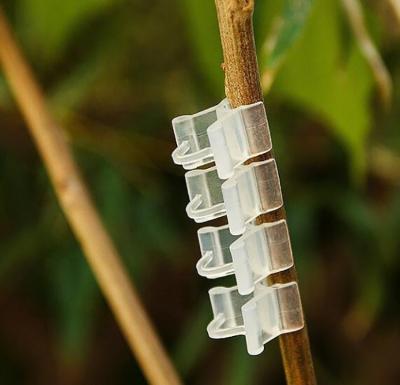 China Various Grennhouse Graft Clip Used On Tomato Cucumber Vine / Hydroponic Plant for sale