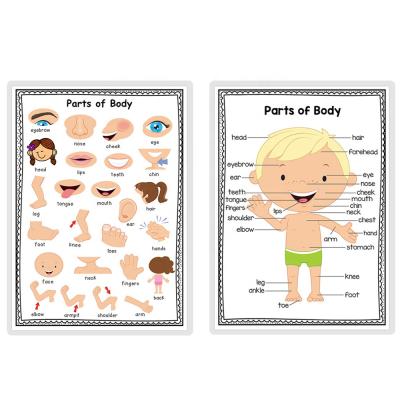 China Learning 2 Sheets Educational Posters Preschool Body Parts Educational Wall Charts Decoration For Preschool Kindergarten for sale