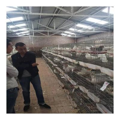 China Easy Install Cheap Layer Packing Pigeon Breeding Cage For Sale Pigeon Cage for sale