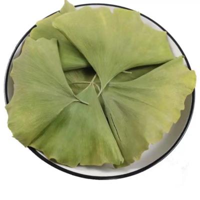 China Tea drinks wholesale high quality natural dry healthy herbal ginkgo biloba tea ginkgo biloba for sale