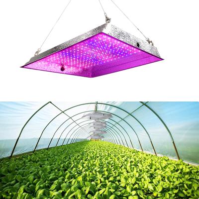 China Seed Starting Vertical Grow Light Indoor Hydroponic Quantum 240w LED UV Quantum IR Full UV Spectrum Grow Light for sale