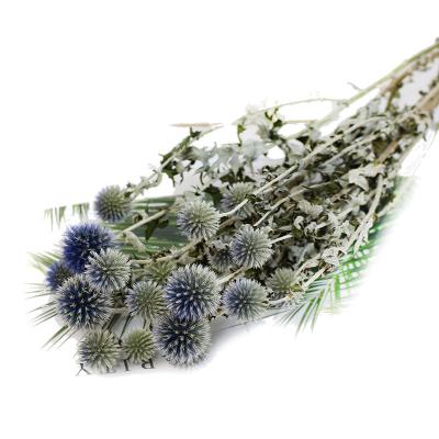 China Natural Dry Literary Flower Thorn Head Globe Thistle Echinops by Thorn Ball Blue Planet True Natural Contact Flower for sale