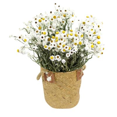 China Wholesale Natural Dry Chamomile Ammobium Dry Ammobium Alatum Natural Touch Flowers Real Flowers Silver Chrysanthemum for sale