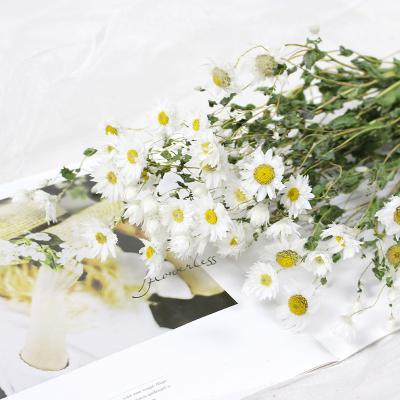 China Decotation Yunnan Home Supply Natural Real Flowers Dry Flowers Lace White Everlasting Chrysanthemums Daisy Rhodanthe for sale