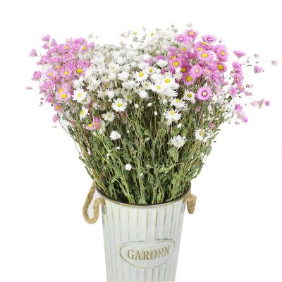 China Dry Pink White Paper By Decoration Daisy Dried Chrysanthemums Rhodanthe Flowers Real Natural Flower Rhodanthe Everlasting Flowers for sale