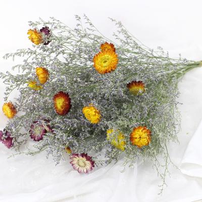 China Natural Touch Straw Flower Colorful Naturally Dried Handmade Dried Daisies Eternal Straw Flower Chrysanthemum for sale