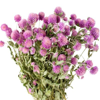 China Batch Natural Marine Factory China Touch Globe Gomphrena Dried Flower Dried Amarinth Gomphrena Globosa for sale