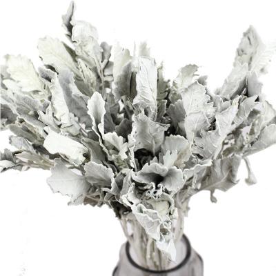 China Real Natural Touch Bouquet Silver Leaf Chrysanthemum Series Dried Flowers Jacobaea Maritima for sale