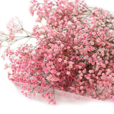 China Natural Dry Touch Natrual Ypsophila Flower Bouquet Preserved Flowers Eternal Gypsophila Babysbreath Babysbreath for sale