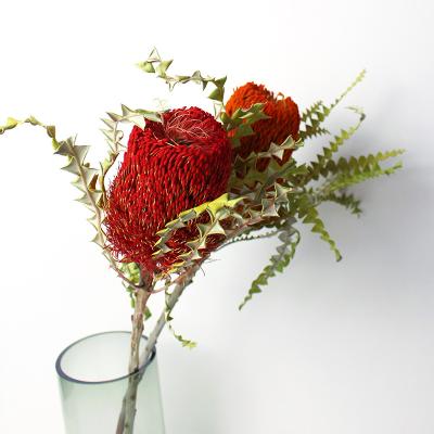 China Natural and Authentic Green Environmental Protection Flowers Dried Preserved Protea Banksia Flower Plants for Home Decoration for sale