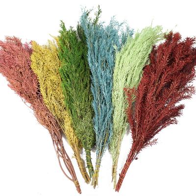 China High Quality Dry Natural Preserved Flower 50-70cm Melaleuca Bracteata Flower Blossoms From 100% Natural Organic Factory Supply for sale