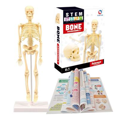 China Factory Price Wholesale Best DIY Human Skeleton Toy For Children 22.5*16.5*6cm for sale