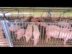 pigs