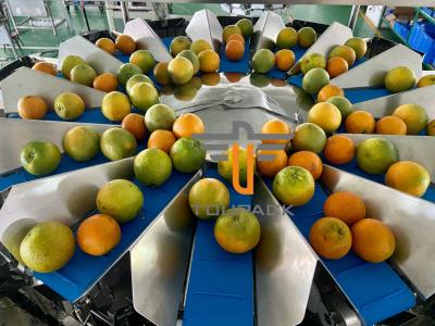 Chine Peseur principal de la catégorie comestible 5.0L 14 Multihead d'oranges à vendre