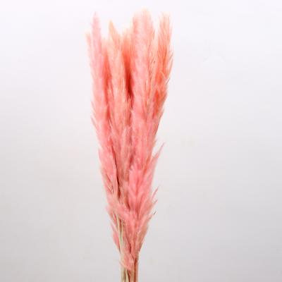 China Wholesale Pampas Grass Long Life Rose Dried Small Decorative Flower Tubular Wild For Wedding Home Decoration for sale