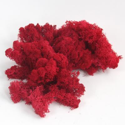 China Maintain Up To 3 Years Good Quality Real Forest Plants Durable Preserved Reindeer Moss Fern Wholesale For Decoration for sale