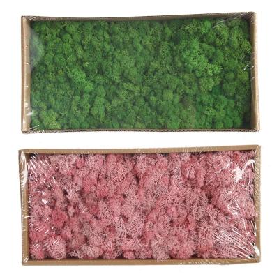 China Maintain up to 3 years preserved natural non-artificial real reindeer moss porcelain fern stabilized wholesale for mosswall decoration for sale