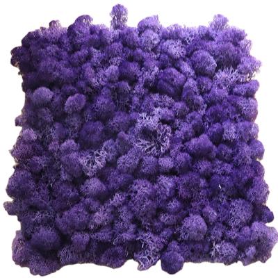 China Maintain Up To 3 Years Real Reindeer Home Decor Wall Purple Preserved Moss Board for sale